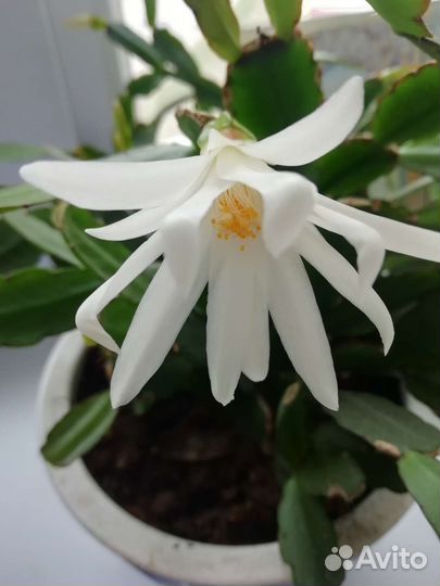 Цветок декабрист