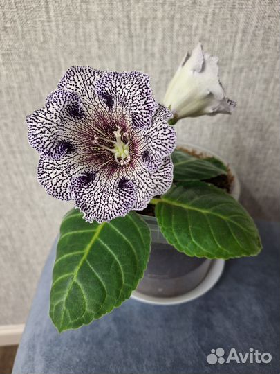 Глоксиния цветущая