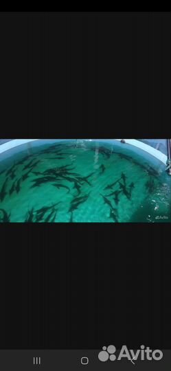 Живая рыба для пруда