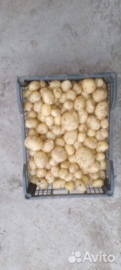 Картофель молодой