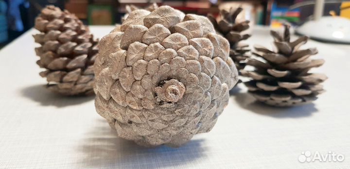 Шишки для поделок