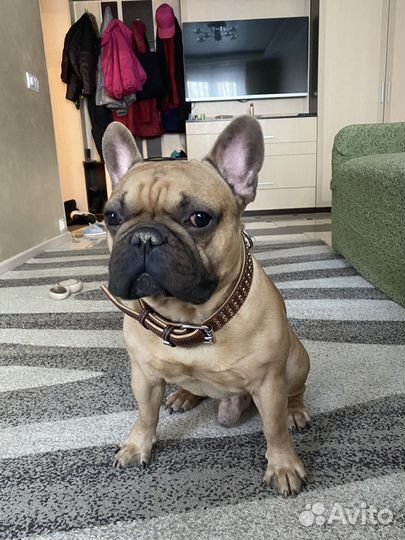 Французский бульдог кобель вязка