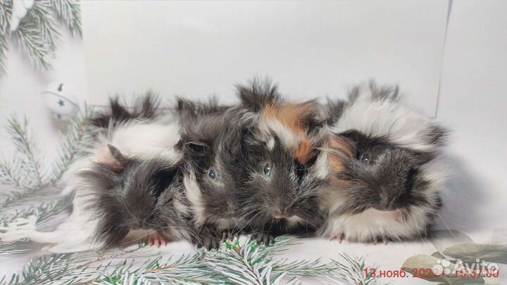 Морские свинки