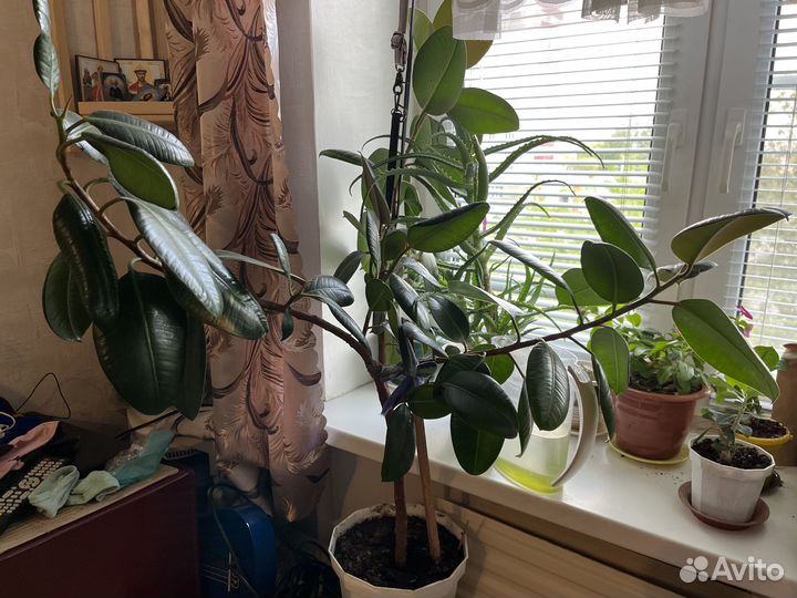 Фикус и денежное дерево
