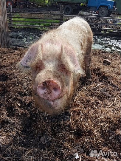 Сельхоз животные