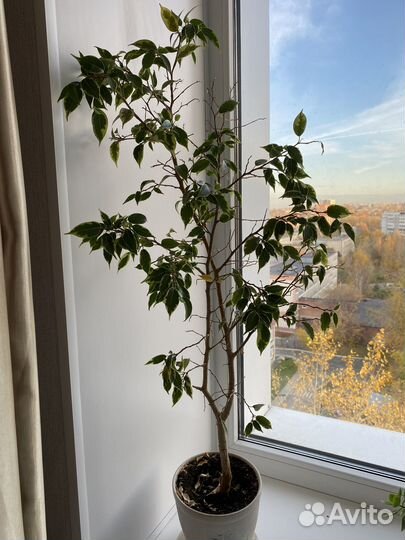 Фикус бенджамина пестролистный