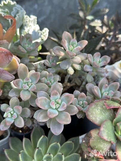 Суккуленты