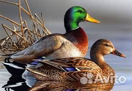 Грузчик на утиную ферму. Вахта