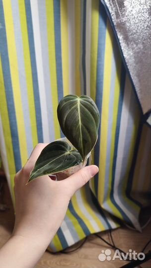Филодендрон меланохризум детки