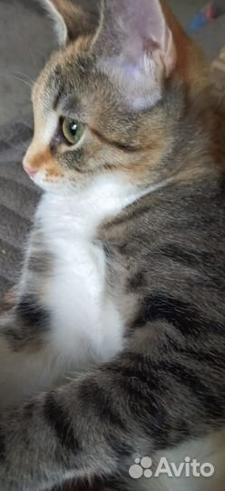 Крошечка-ховрошечка