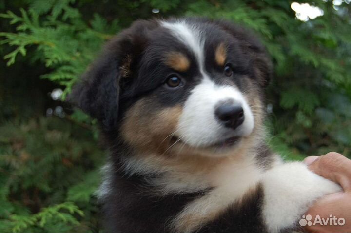 Щенки аусси