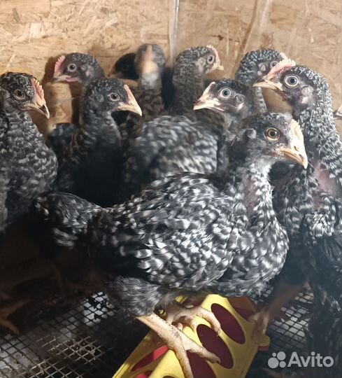 Продам суточных и подрощенных цыплят