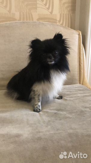 Передержка в условиях Премиум класса мел собак кош