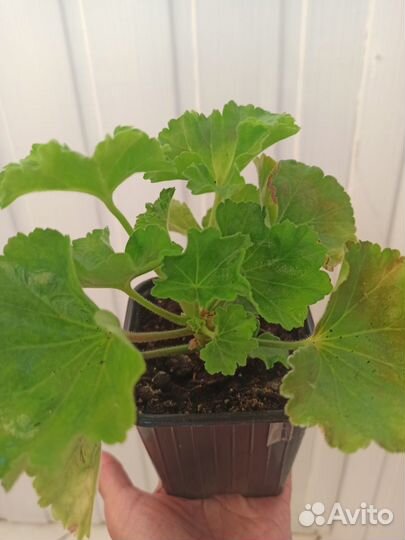 Пеларгонии сортовые