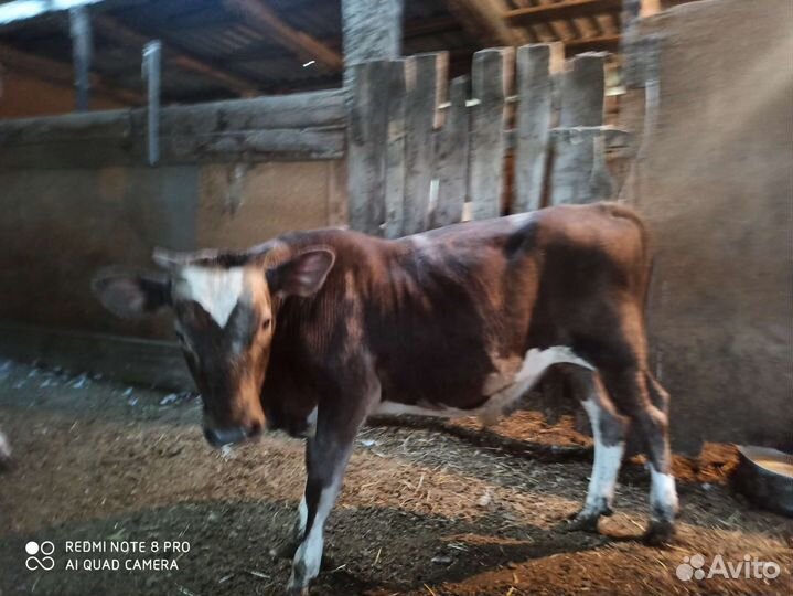 Бычки и телята