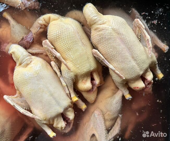 Мясо утки Муларда