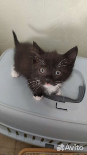 Котята, мальчик и девочка, в добрые руки