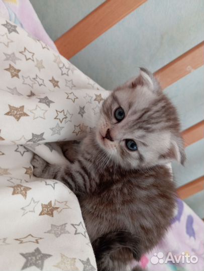 Шотландская вислоухая кошка