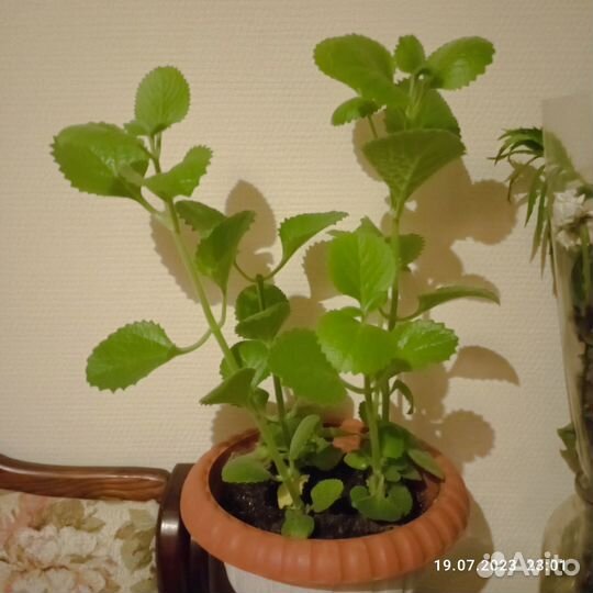 Мята кустовая
