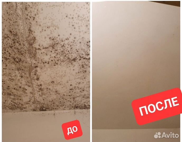 Дезинфекция уничтожение плесени