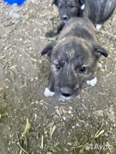 Собака в добрые руки щенок