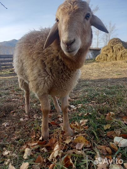 Курдючные бараны овцы