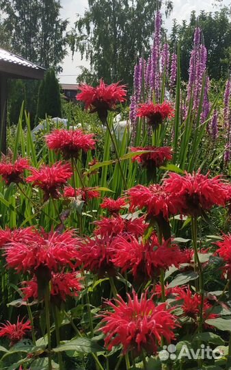 Монарда Лихнис Астильба Хосты многолетние цветы