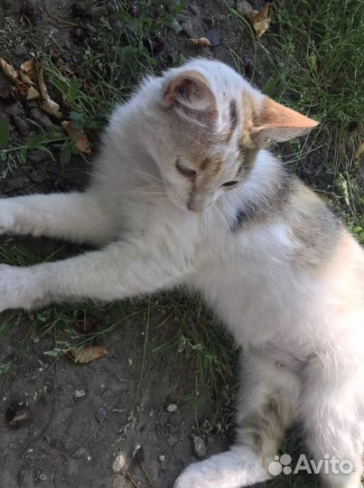 Кошечка (стерилизованная)