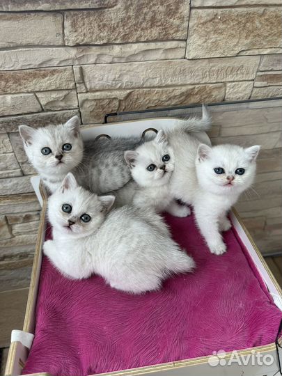 Шотландские шиншилловые девочки