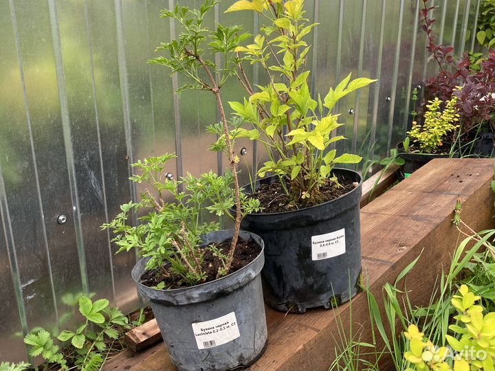 Многолетние растения для сада в наличие