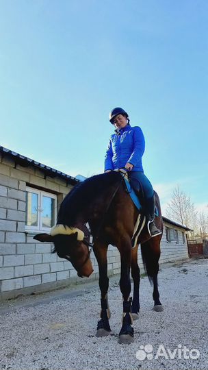Обучение верховой езде (прогулка на лошади)