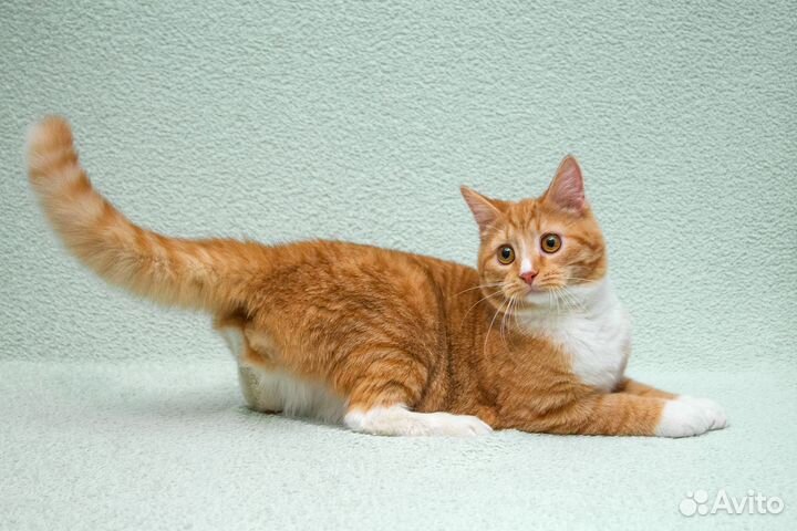 Котик-подросток Лёнечка