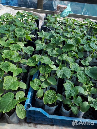 Рассада огурцов