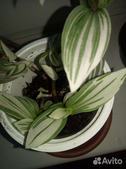 Традесканция триколор