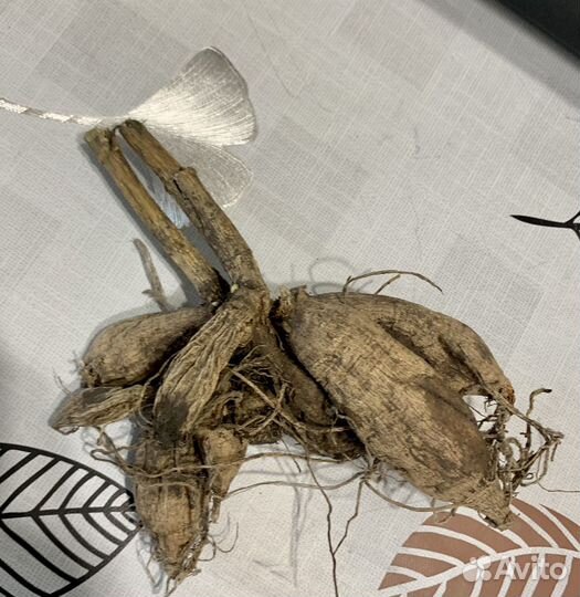 Георгины клубни