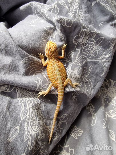 Бородатая агама