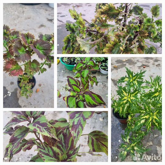 Многолетнии цветы для сада