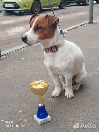 Вязка. Джек Рассел терьер. Чемпион. Кобель. Случка