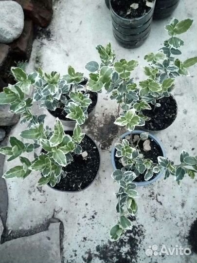 Бересклет форчуна сорт Эмеральд Гаити