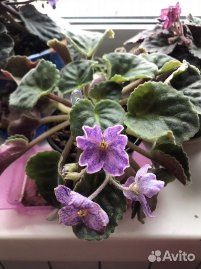 Детки белого декабриста, фиалки, алое вера и др