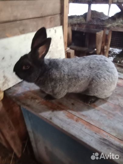 Серебро и белый великан