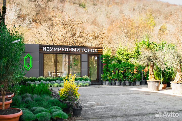 Бамбук черный - высота 1.2-1.5 м