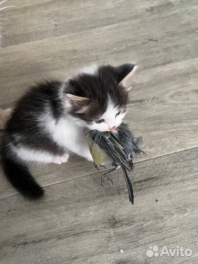 Котята крысоловы
