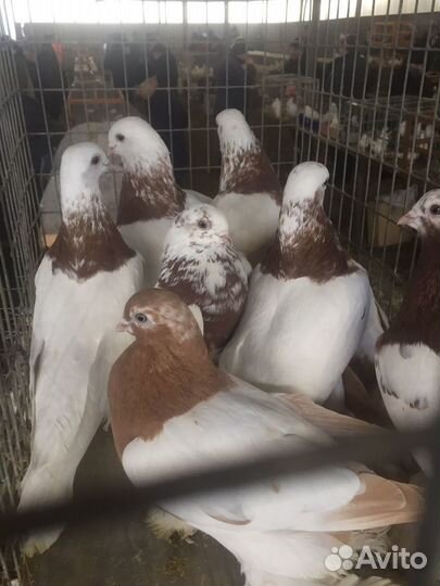 Продажа голубей