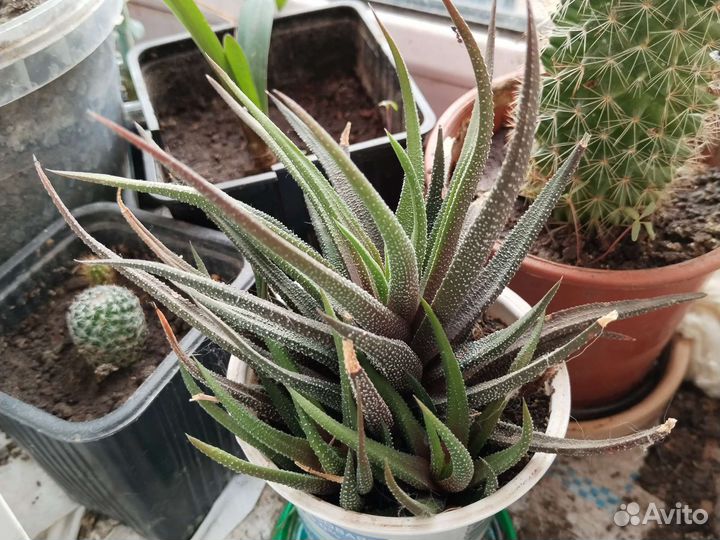 Гиппиаструм