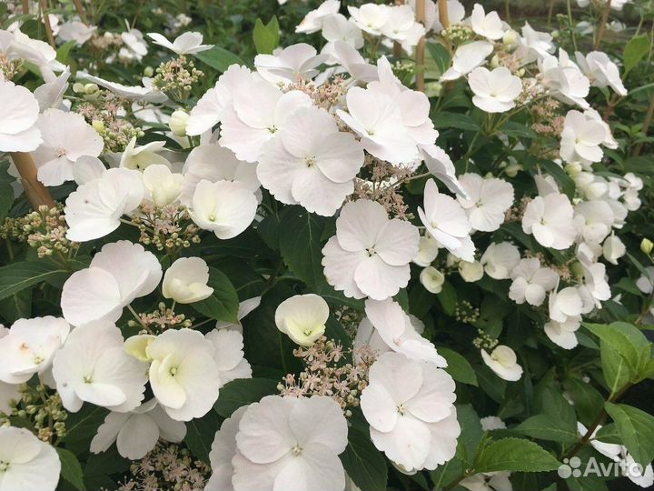 Гортензия сбежавшая невеста