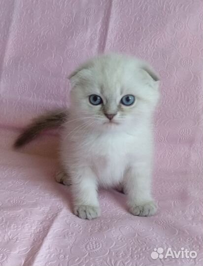 Шотландская вислоухая