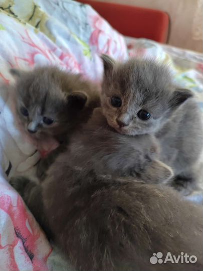 Кошка в дар