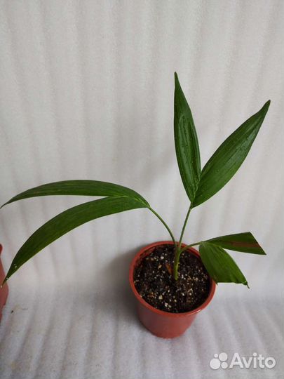 Пальма южная