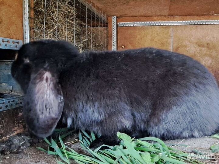 Кролики породы французский баран
